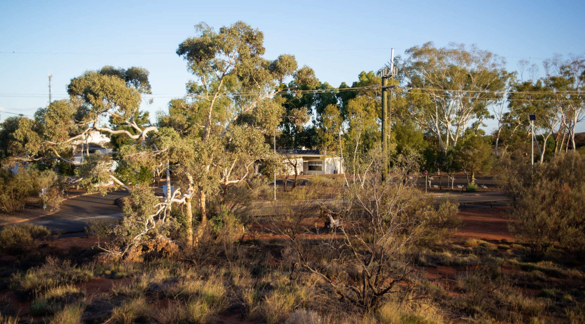Trees surrounding Leinster Community School